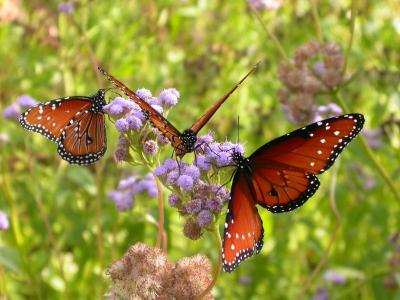 Three Queen Butterflies on Mistflower