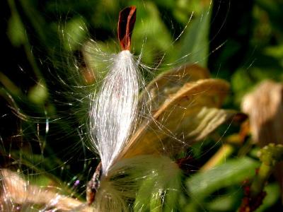 Tropical Milkweed Seed