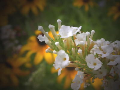 Butterfly bush and black-eyed Susan