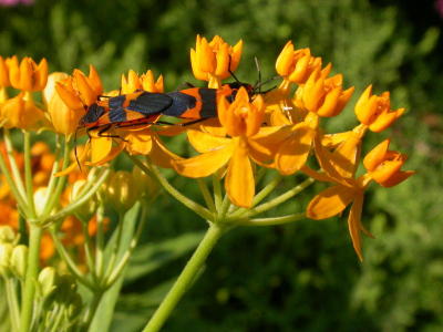 I wish the butterflies would finds this plant, not the milkweed bugs!
