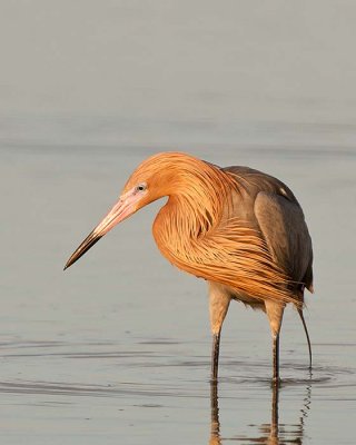 reddish egret ft desoto 2 20 of 157xx8x10a.jpg