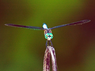 DSC_9443-01xa.jpg