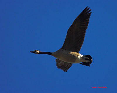 DSC_4340test-01x10x8siga.jpg