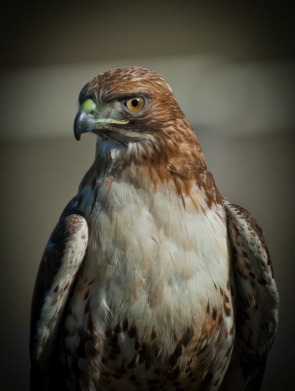 Red-Tailed Hawk