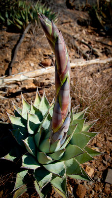 Aloe Vera Bloom Stalk