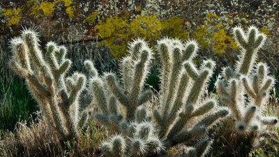 Cholla cactus (Opuntia cholla)