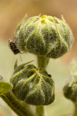 Bud Ready to Burst into Bloom