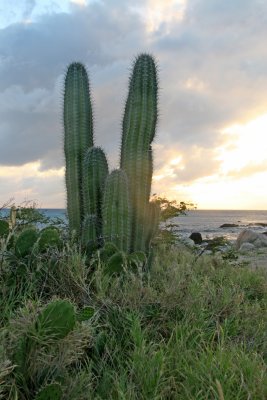 IMG_4230.JPG