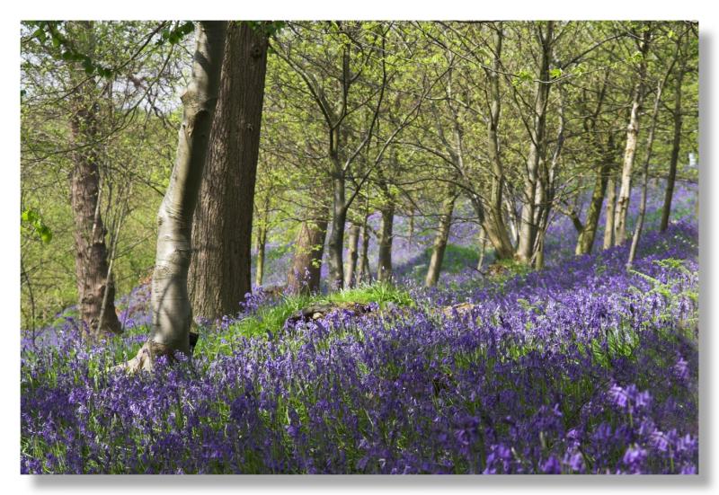 Bluebell Woods