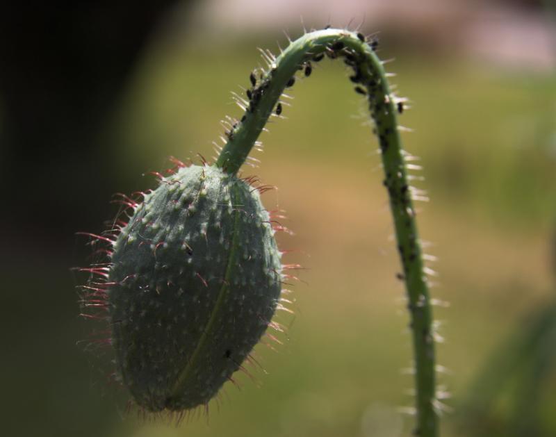 Beetle laden poppy head