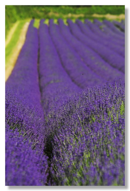 24 June - Lavender fields