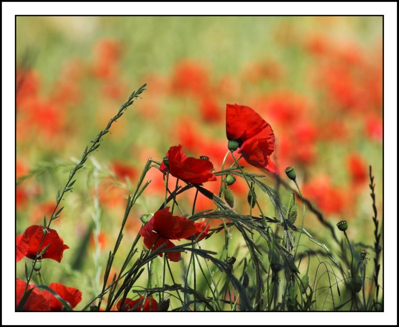 Poppies