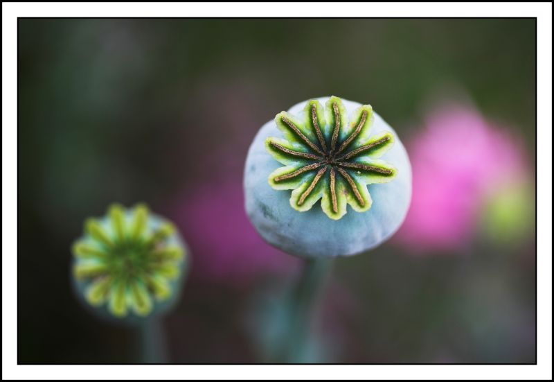 Poppies