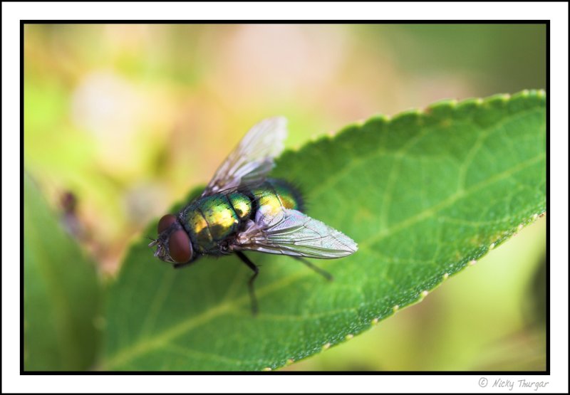 fly basking