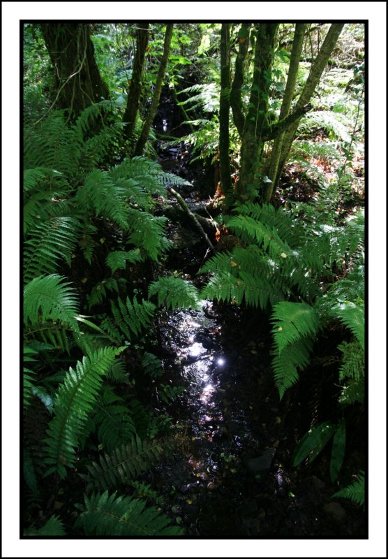 A stream in the woods