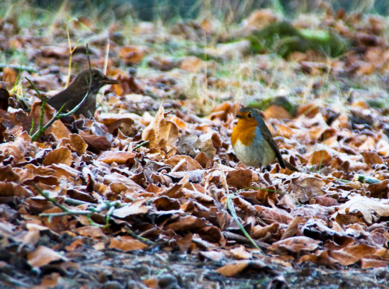 Robin & friend