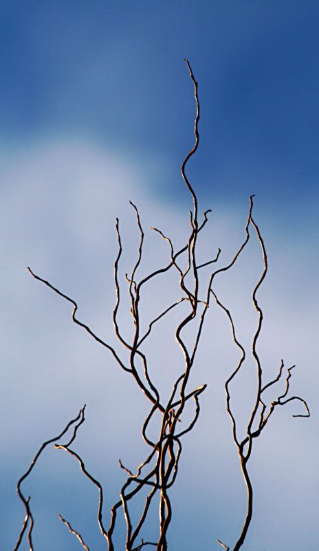 12 January - Twisted (reach for the sky!)