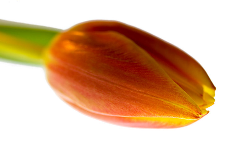 13 January - Take a flower...any flower...