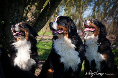 19 March - Bernese Mountain doggies!