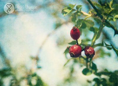 6 April - Old berries & new blossom