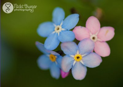 17 April - little flowers