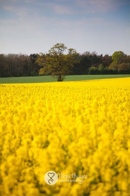 18 April - Fields of Gold
