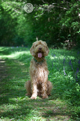 3 May - Bagley the dog!