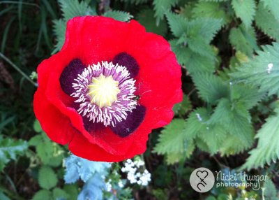 3 June - Wild poppy