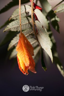 Autumnal leaf