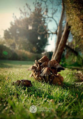 15 November - Fungi in the garden