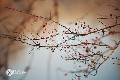 20 November - Red berries in the mist
