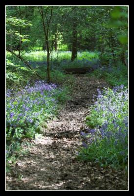 Bluebell Woods