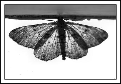 Moth in the window