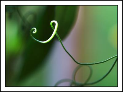 12 June - sweetpea tendril