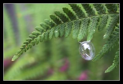 Bubble on the fern