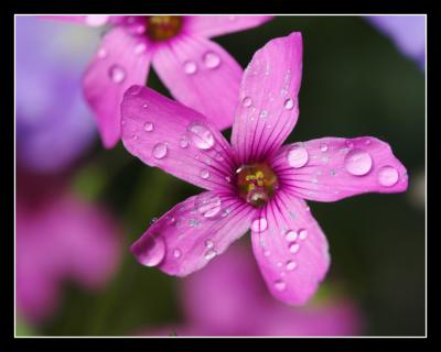Pink droplets