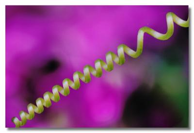 1 July - tendril
