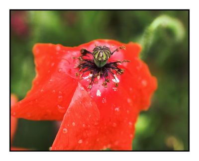 Poppies