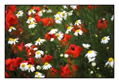 Poppies