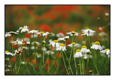 Poppies