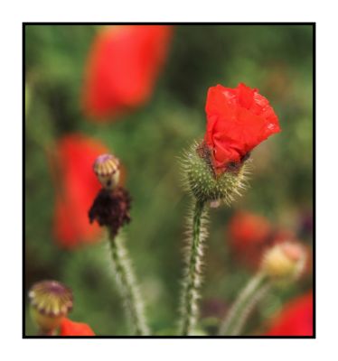 Poppies