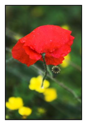 Poppies