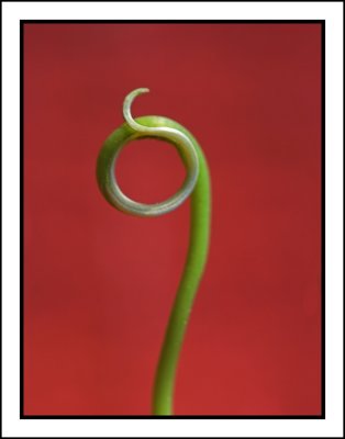 24 July - another tendril...