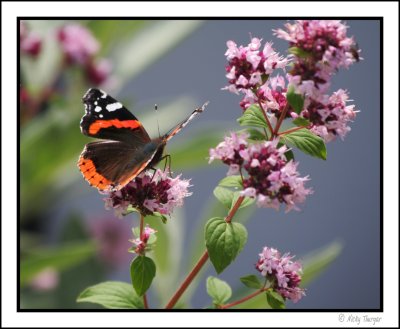 garden butterfly