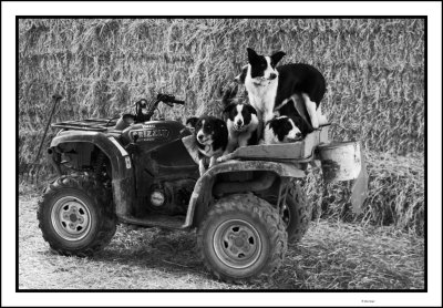 The farmers dogs