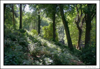 Devon greenery