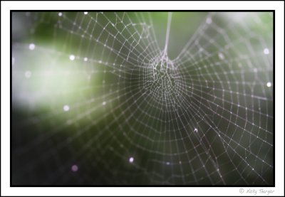 Fairy web