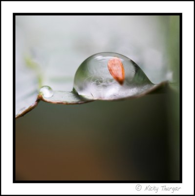 Tiny seed in a drop