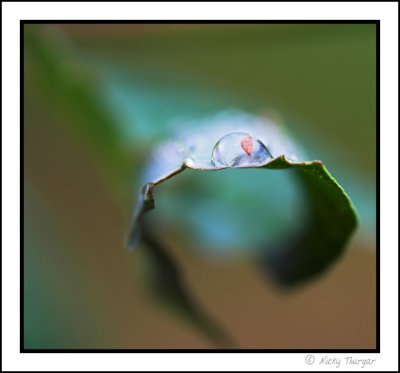 Leaf & droplet