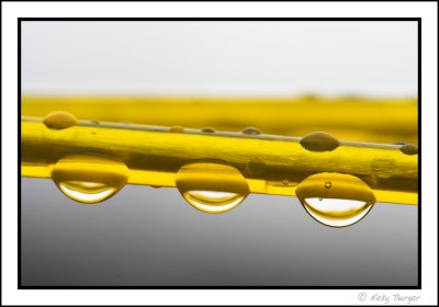 Droplets on yellow